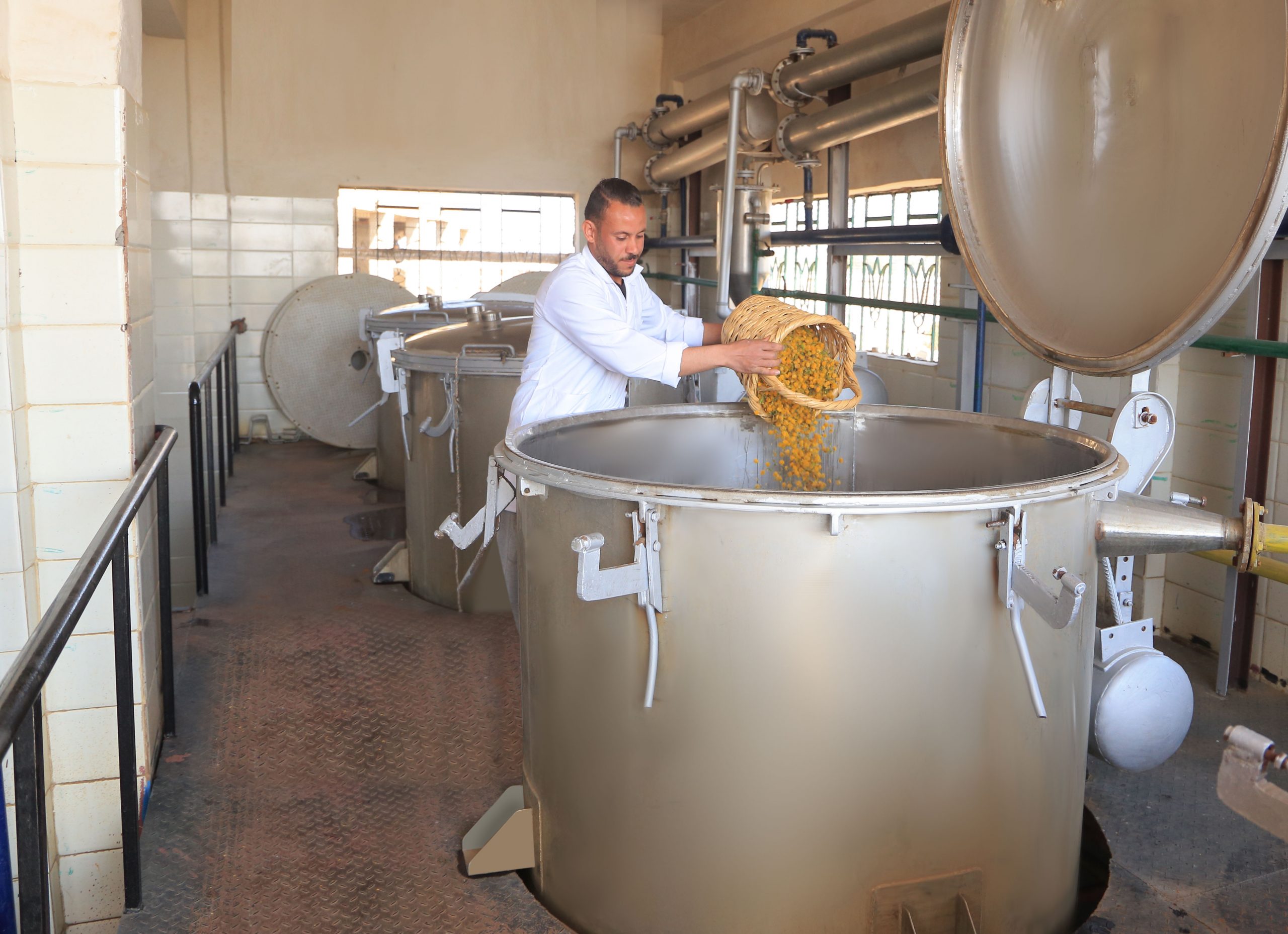 Technician loading aromatic flowers into an extraction vessel