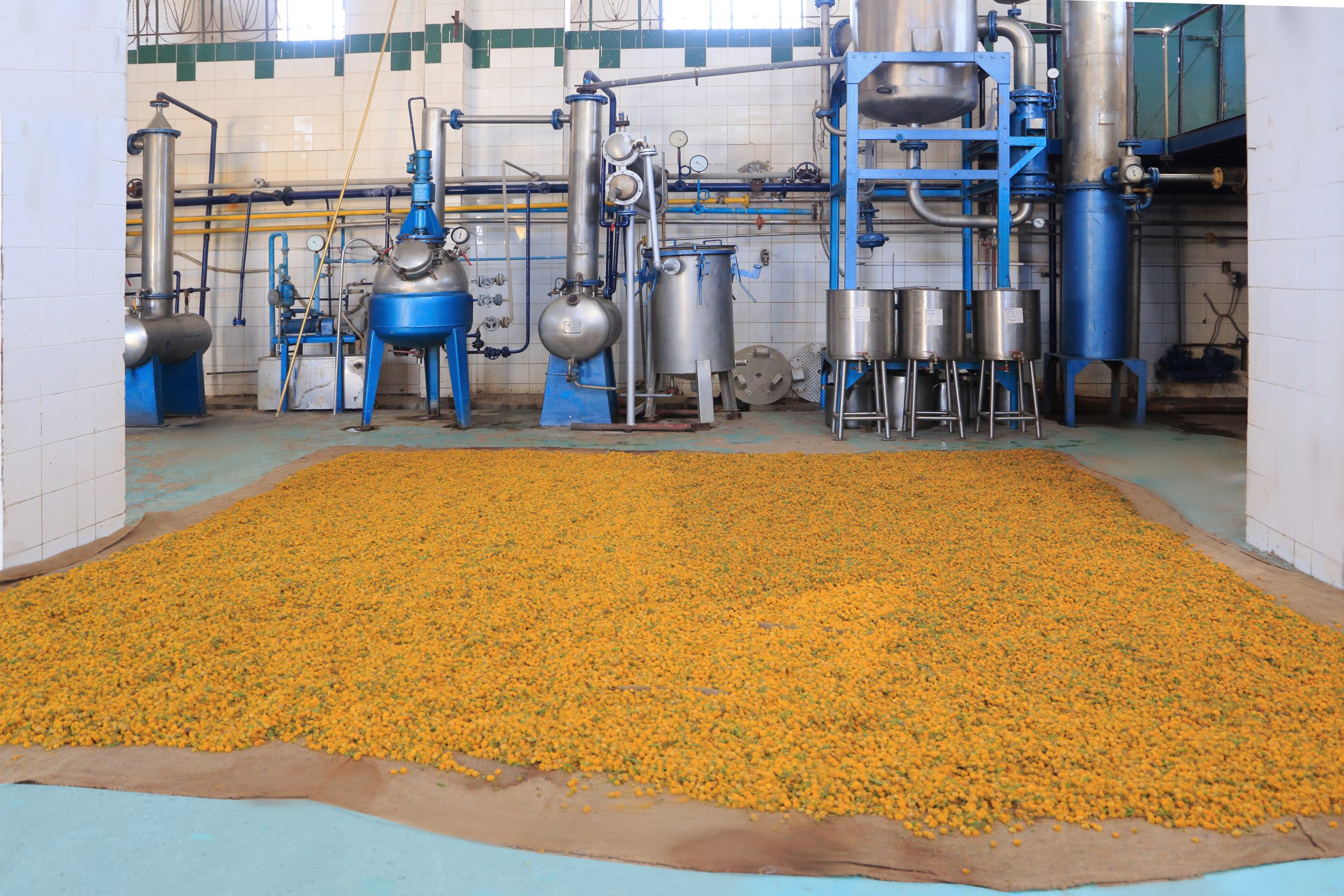 Yellow aromatic flowers spread across the factory floor before extraction